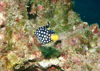 モンガラカワハギ