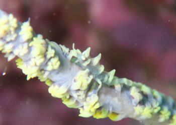 ビシャモンエビ