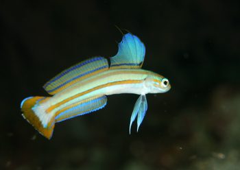 スジクロユリハゼ