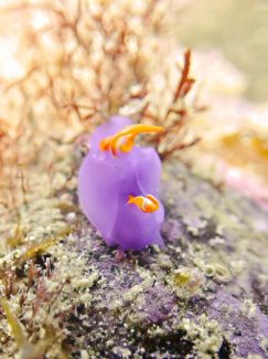 ムラサキウミコチョウ