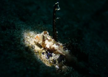 イッポンテグリ