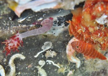 シライトベンケイハゼ