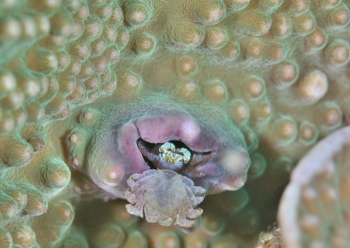 アシビロサンゴヤドリガニ