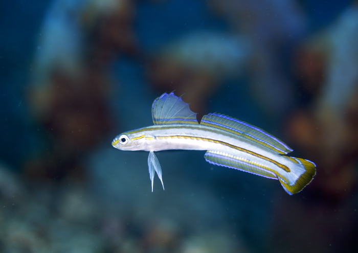 スジクロユリハゼ