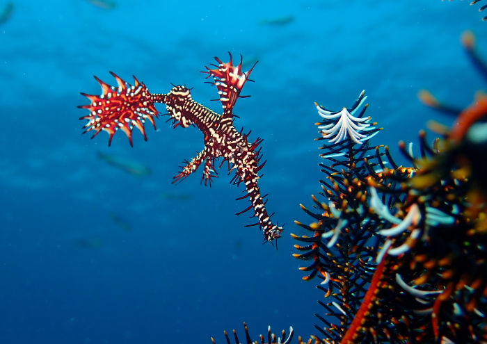 ニシキフウライウオ