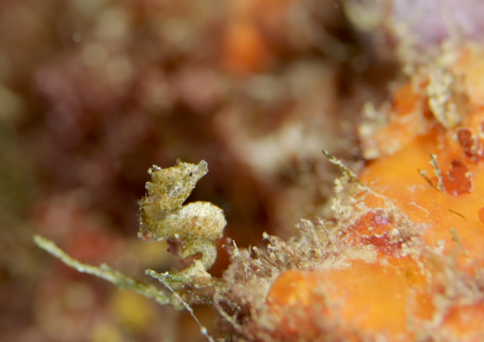 ハチジョウタツ