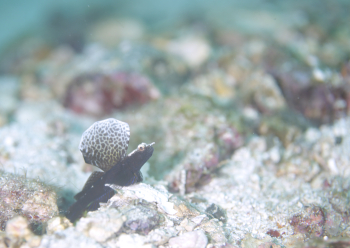 ホタテツノハゼ