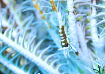 ラオメネス・コルヌトゥス