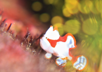 クマドリカエルアンコウ