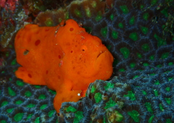 イロカエルアンコウ