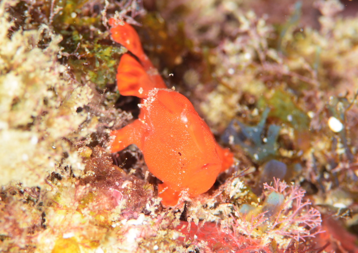 イロカエルアンコウ