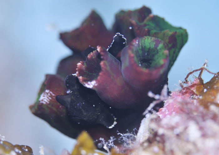 オオモンカエルアンコウ