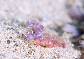 オドリカクレエビ