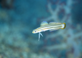 スジクロユリハゼ