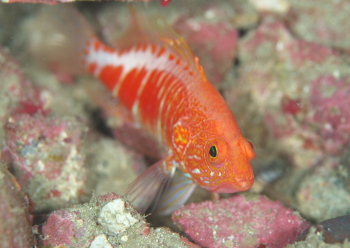 オシャレハナダイ