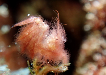 フィコカリスシムランス