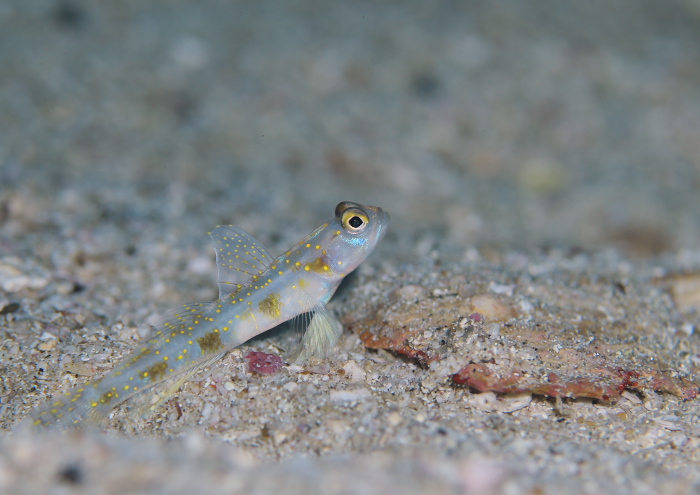 ナノハナフブキ