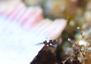 トンプソンコトリガイ