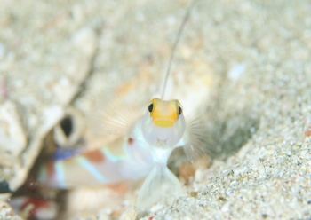 ヒレナガネジリンボウ