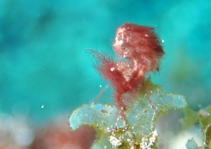 フィコカリス・シムランス