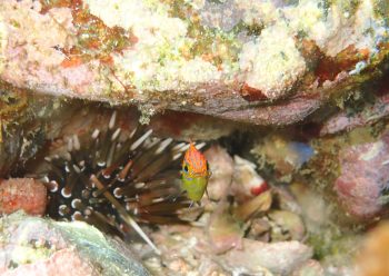 メガネスズメダイ