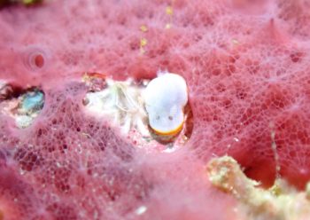 ボンボリイロウミウシ