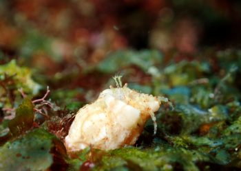 ホウセキホンヤドカリ