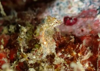 ハチジョウタツ