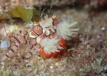 キンチャクガニ