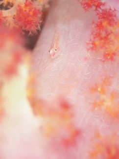 スケロクウミタケハゼ