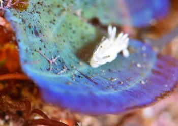 コトヒメウミウシ