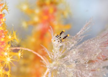 ツノザヤウミウシ