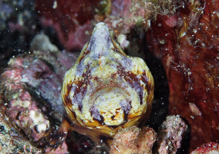 カエルアンコウモドキ