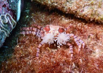 キンチャクガニ