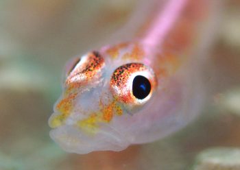 アカスジウミタケハゼ