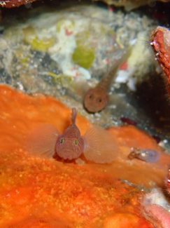 フトスジイレズミハゼ