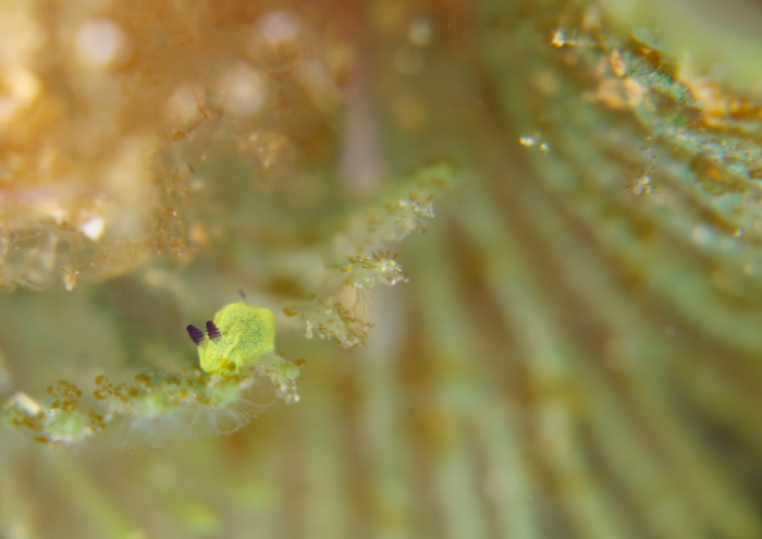 コミドリリュウグウウミウシ