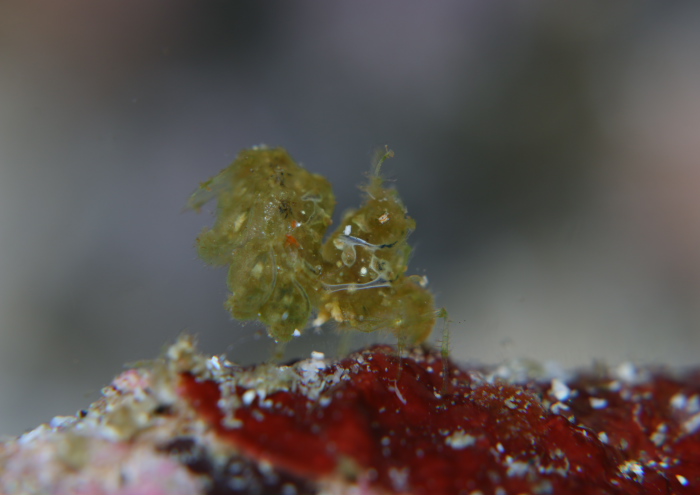 フィコカリスシムランス