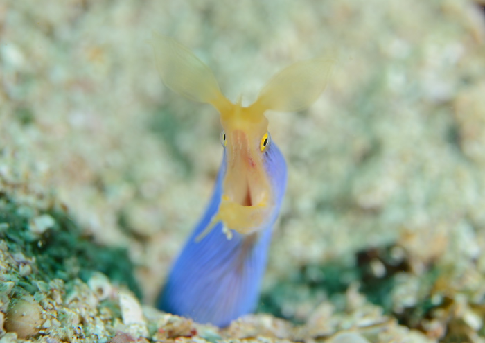 ハナヒゲウツボ