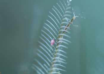 テングヨコエビ