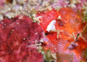 カッチュウヨコエビ