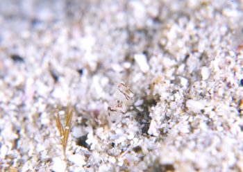 ホソヅメホテイヨコエビ