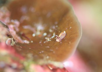 ヤエネウミコチョウ