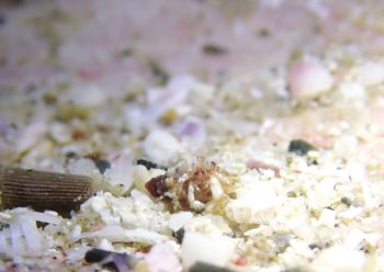 ツノヤドカリSP