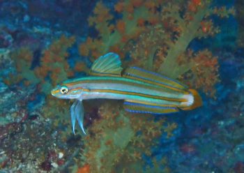 スジクロユリハゼ