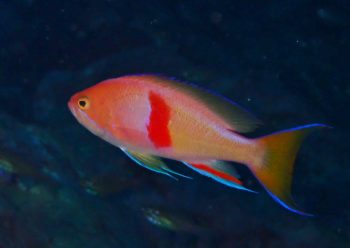 アカオビハナダイ