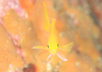 スミレナガハナダイ