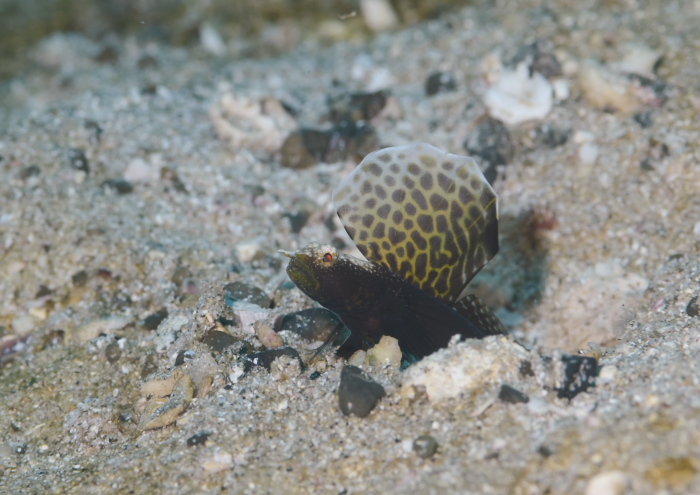 ホタテツノハゼ