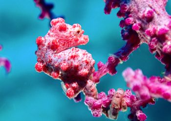 ピグミーシーホース