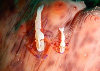 ウミウシカクレエビ